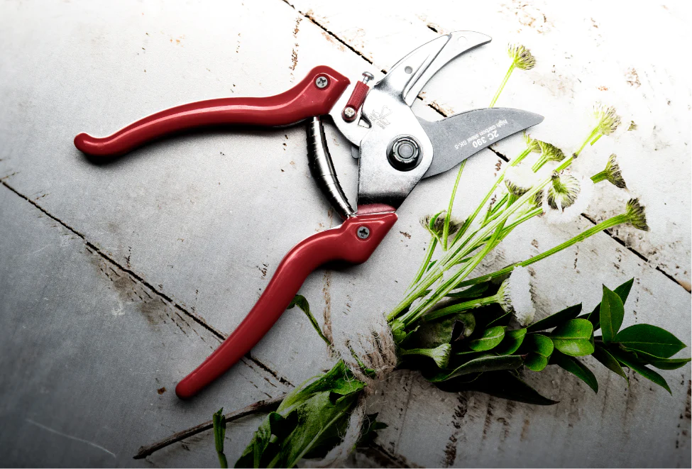 6 Steps to Sterilizing Pruning Shears